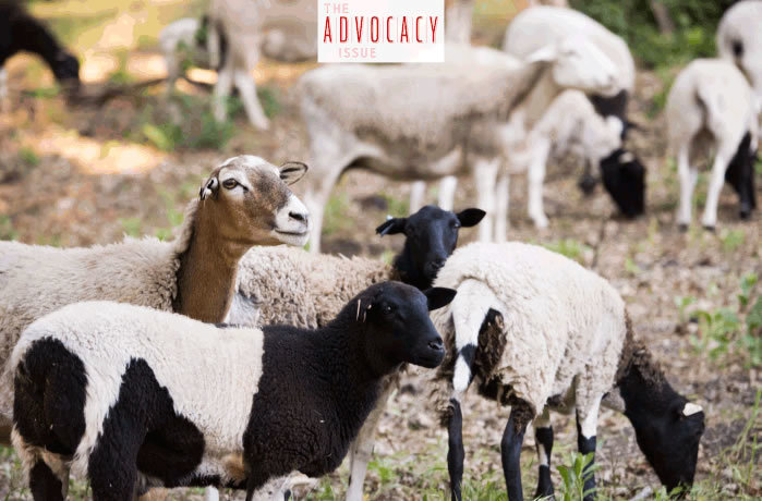 Wine Enthusiast Regenerative Ag Article Sheep At Tablas Creek